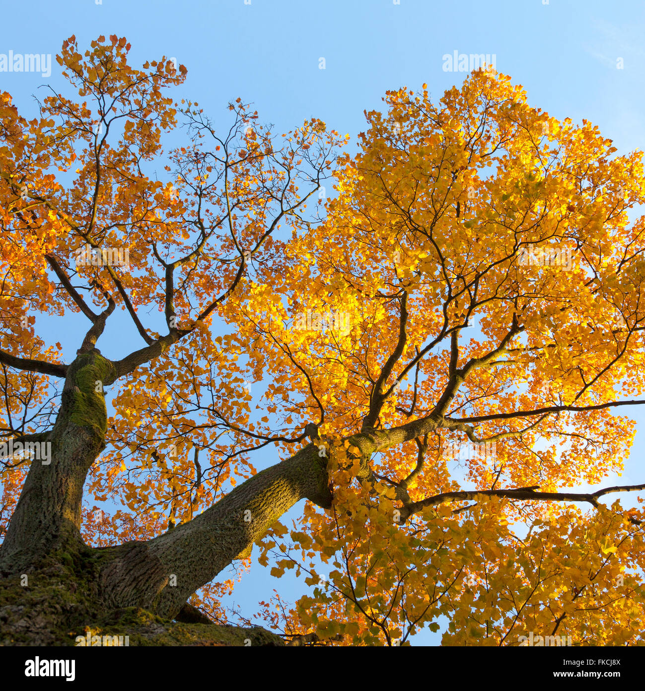 vibrant autumn colors on oak tree leaves against blue sky lit by sun on ...