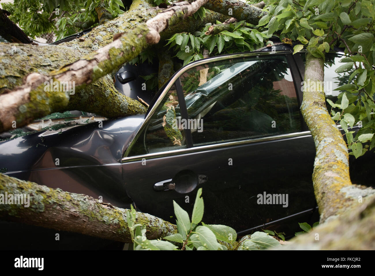 Car smashed by a large tree from a severe thunderstorm with winds around 85mph near Downtown Kansas City, Missouri, USA Stock Photo