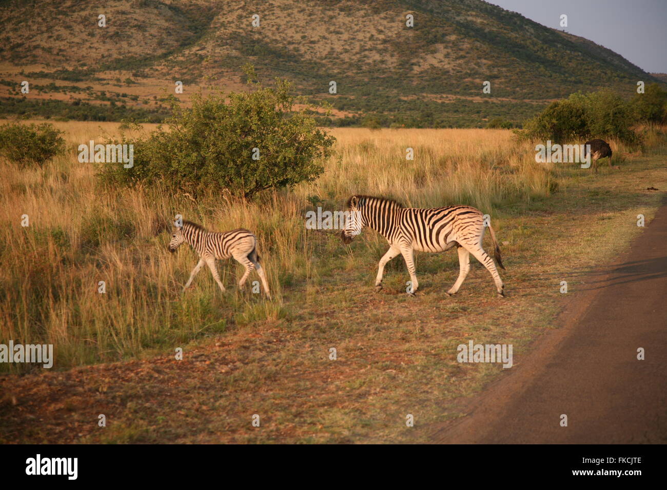 Zebra in the wild Stock Photo - Alamy