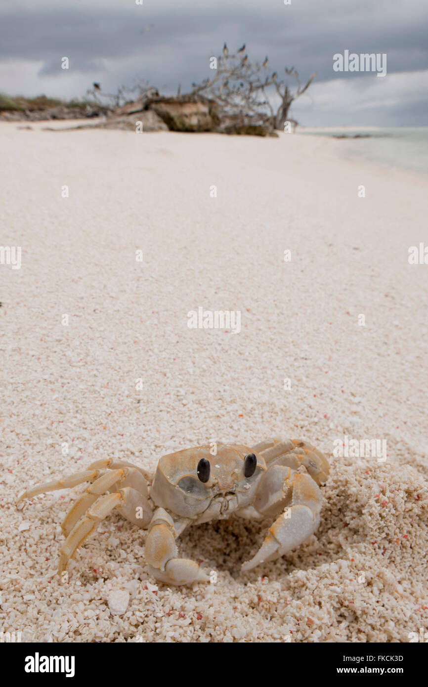 Crab digging its hole in the beach of Bird Islet of Tubbataha Reefs Stock Photo