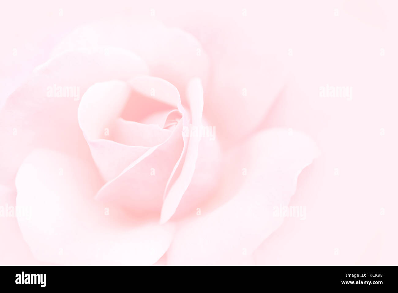 pink rose blurry background Stock Photo