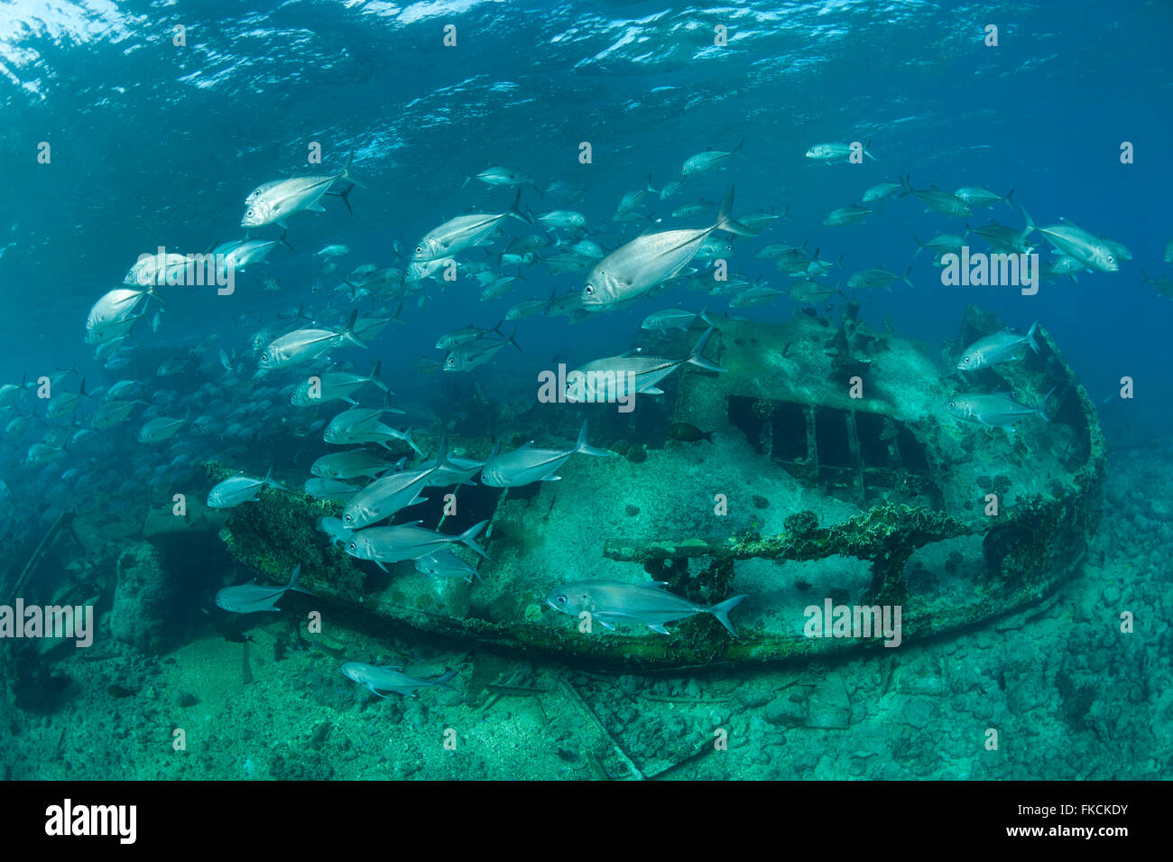 Ship wreck in the reef with schooling jacks Stock Photo