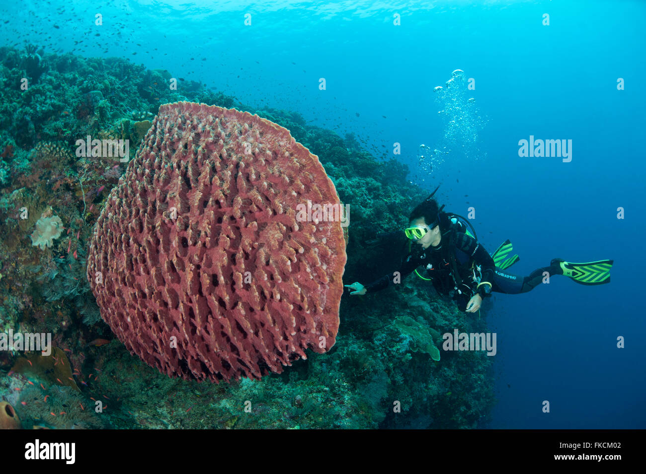 Massive barrel sponge (Xestospongia testudinaria) and diver Stock Photo