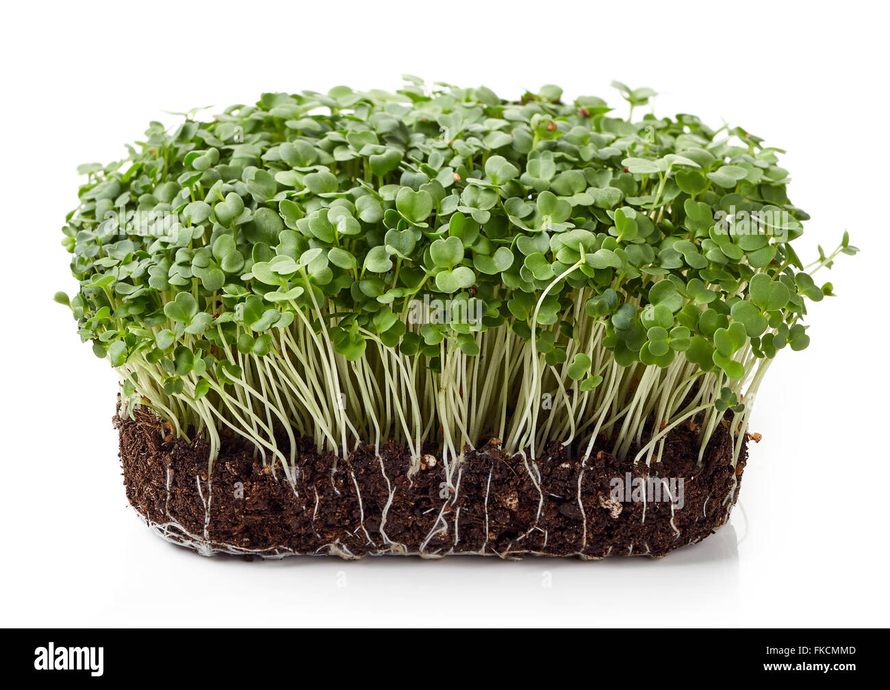 Fresh arugula sprouts isolated on white background Stock Photo