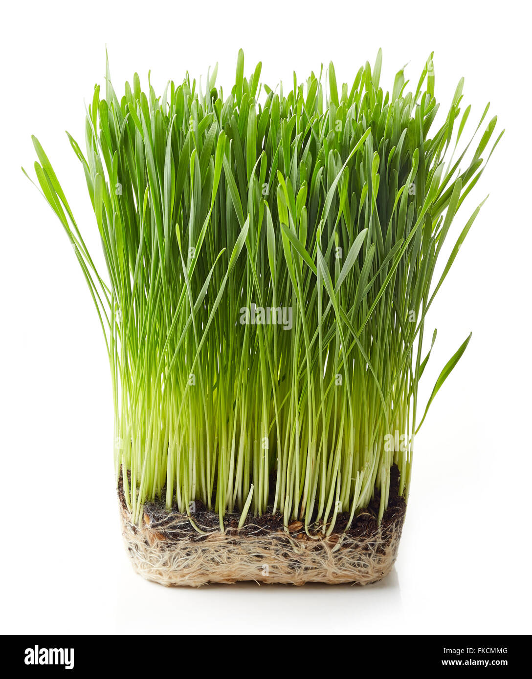 Young wheat grass isolated on white background Stock Photo