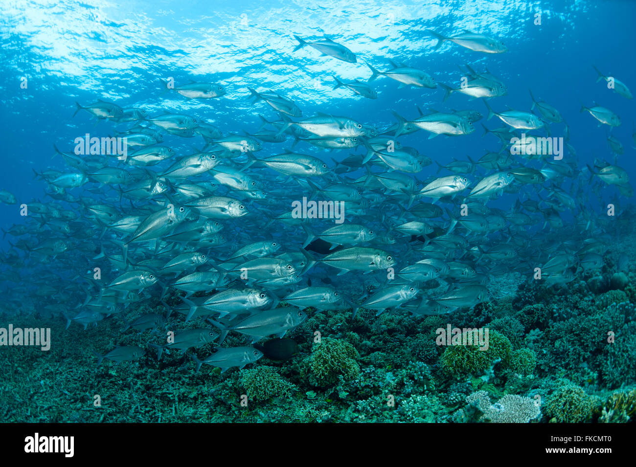 Schooling bigeye jacks or trevallies (Caranx sexfaciatus) in the reef Stock Photo