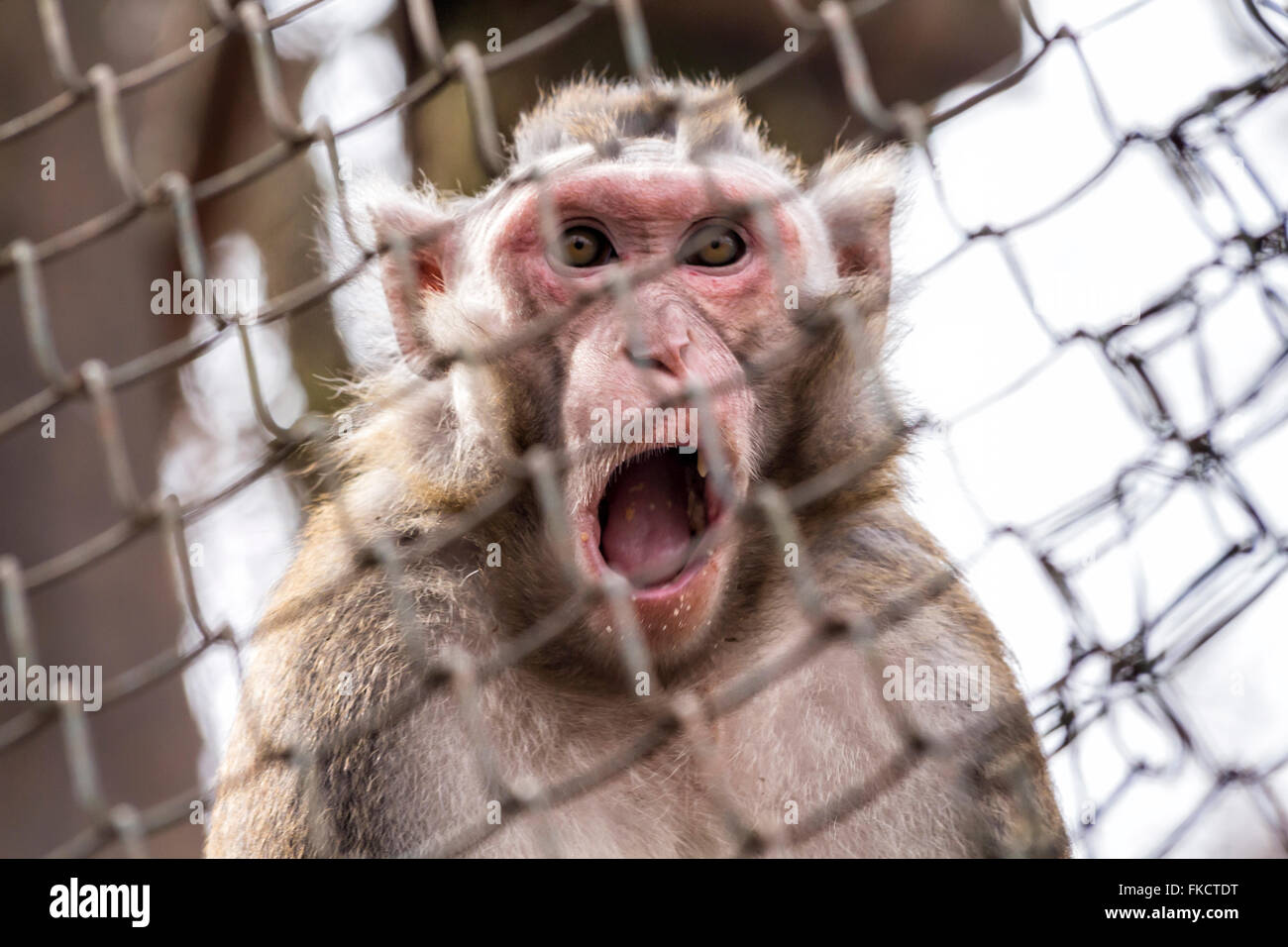 Amazed Monkey Stock Photo