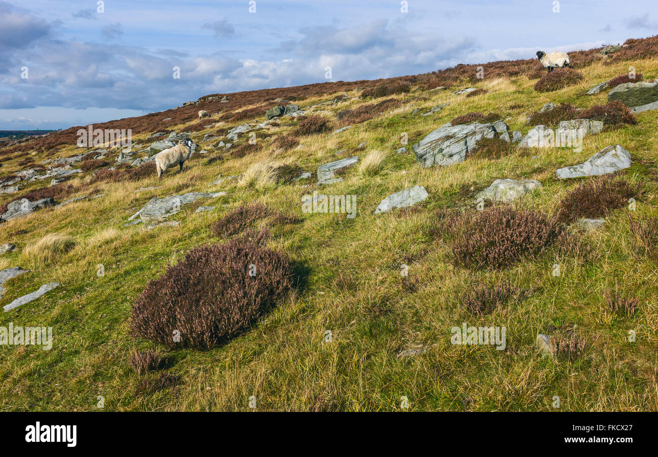 North York Moors national park in autumn with flowering heather, rocks, sheep, and view of the rugged landscape near Goathland. Stock Photo