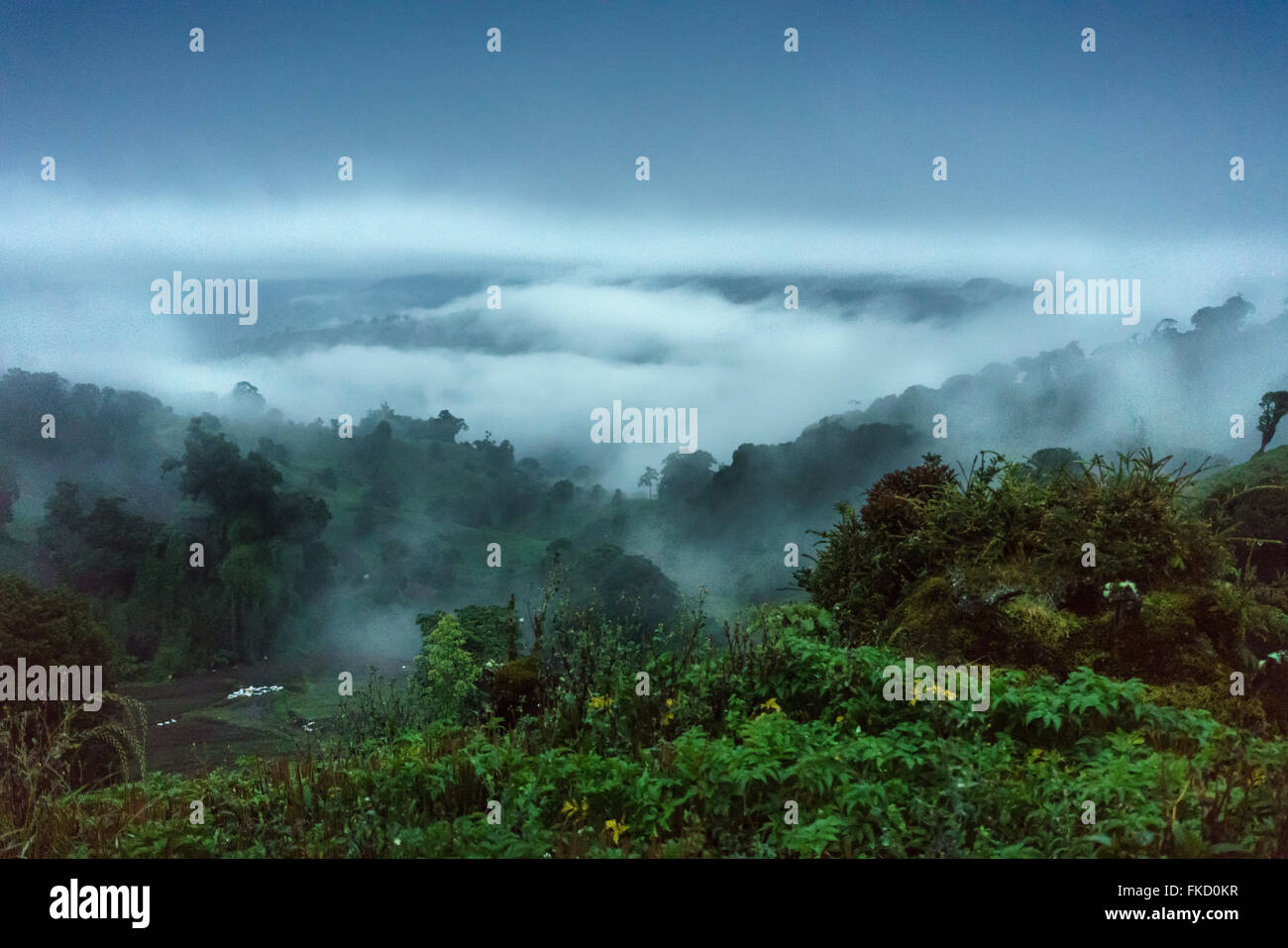 Scenics view of forest with mountain in foggy weather, Costa Rica Stock Photo