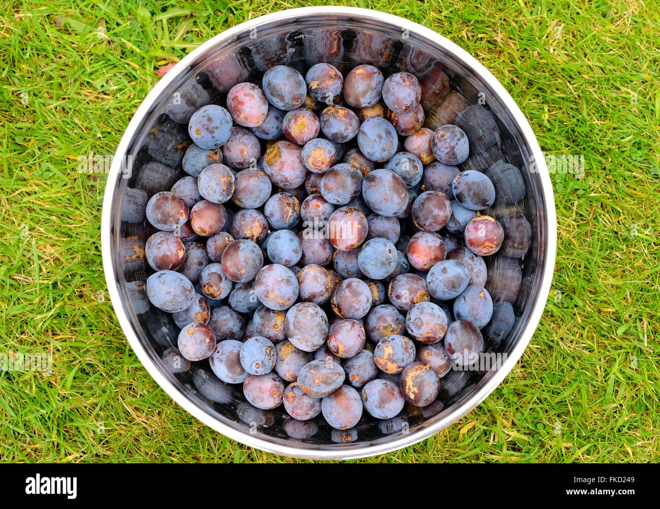 Damsons in bowl Stock Photo