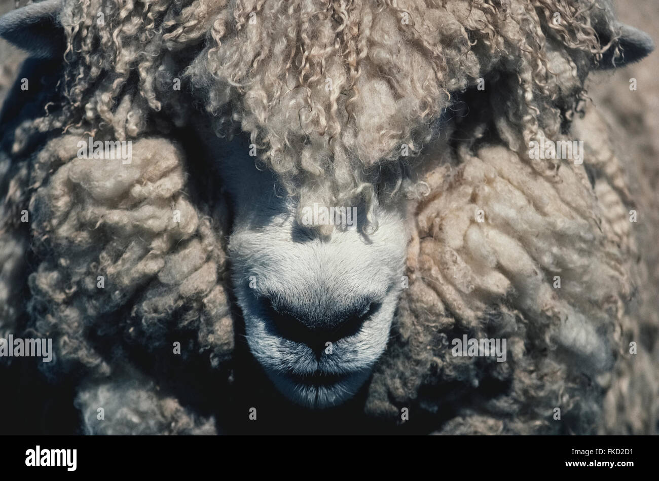 The thick woolly coat of this New Zealand sheep hides most of of its face. New Zealand's sheep population has dropped to about 30 million (2015) but that nation's iconic farm animal still outnumbers its people six to one. Stock Photo