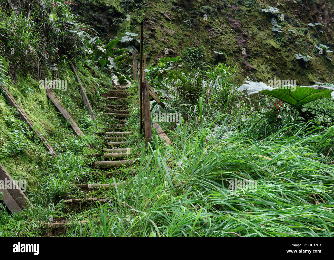 Green grass in a tropical forest, Costa Rica Stock Photo