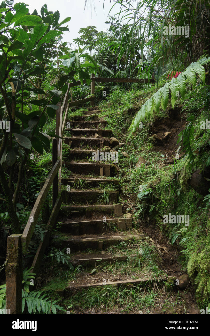 Low angle view of staircase in a tropical forest, Costa Rica Stock Photo
