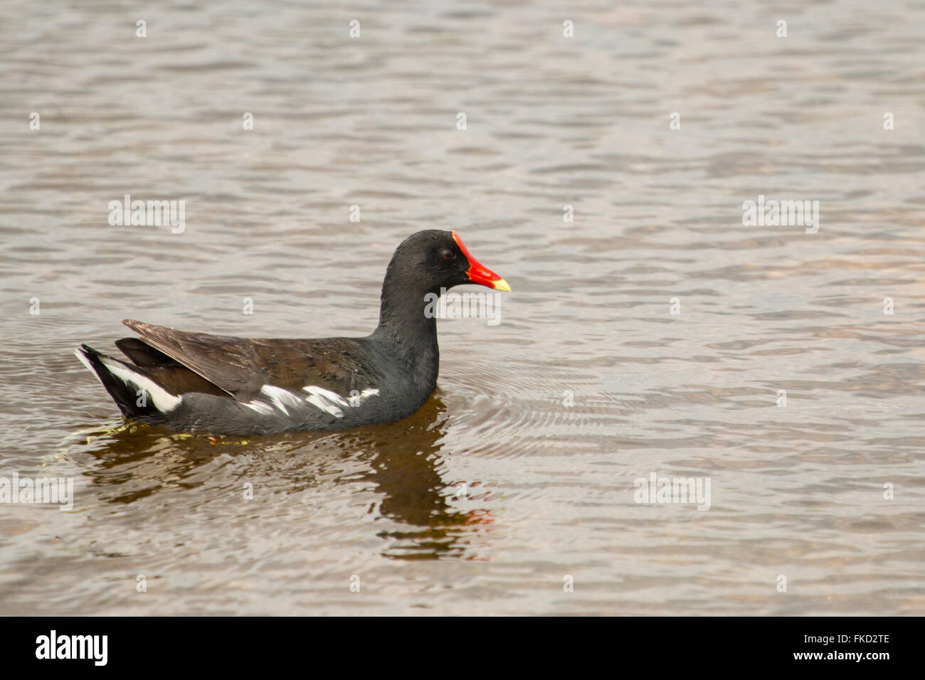 Common gallinule (moorhen) - Gallinula galeata Stock Photo