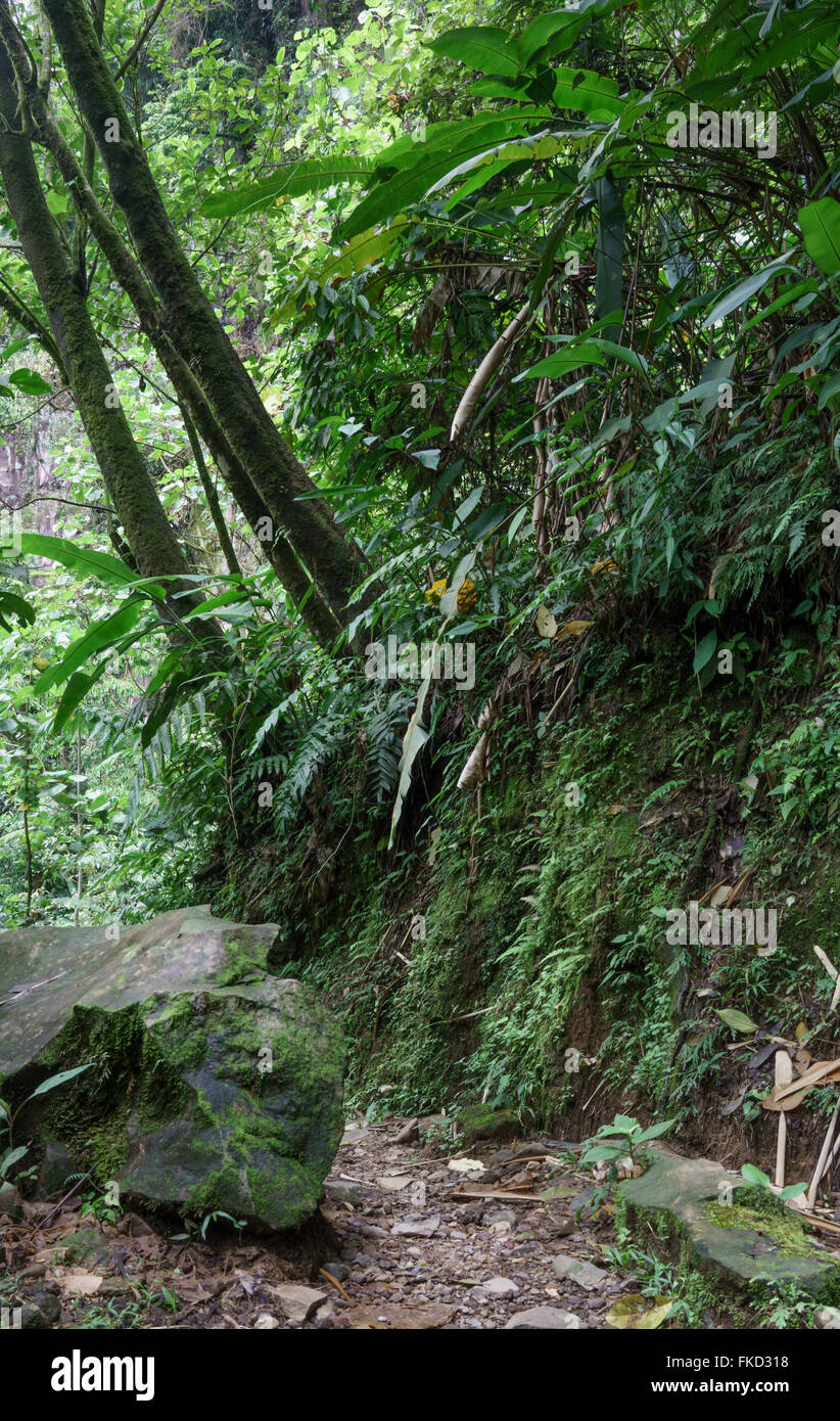 Trees in a tropical forest, Costa Rica Stock Photo