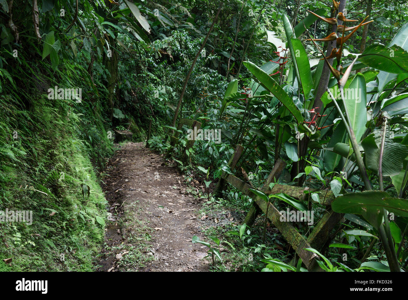 Empty dirt road in a tropical forest, Costa Rica Stock Photo