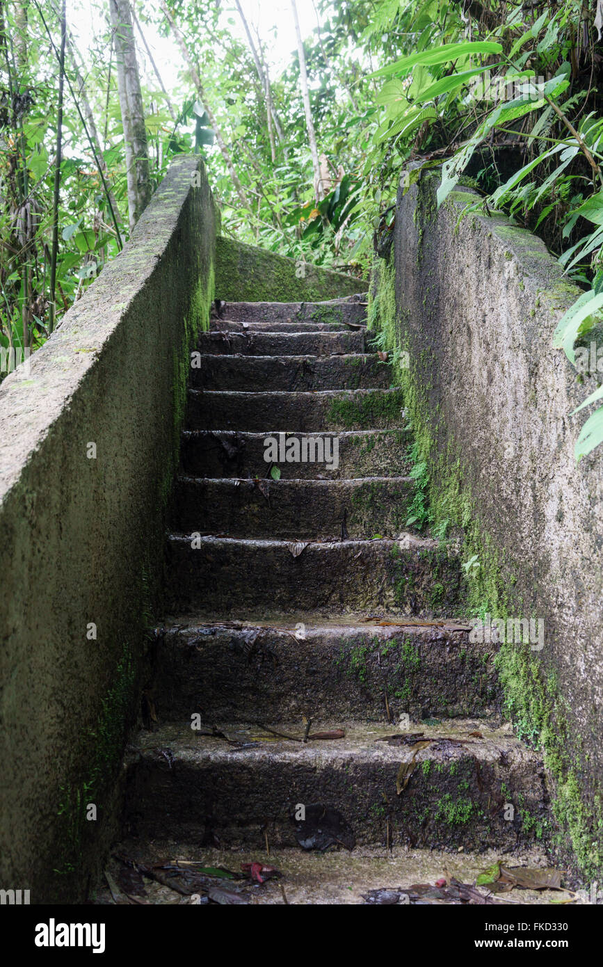 Low angle view of staircase in a tropical forest, Costa Rica Stock Photo