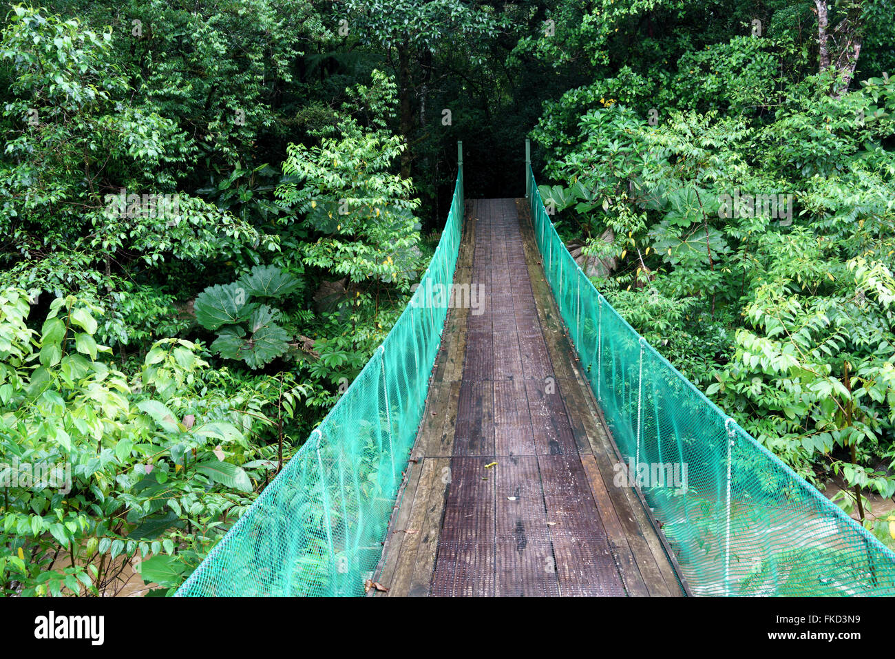 Footbridge passing through dense forest, Costa Rica Stock Photo