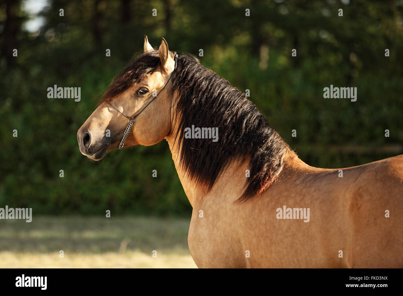 Horse stallion portrait in evening stud farm Stock Photo