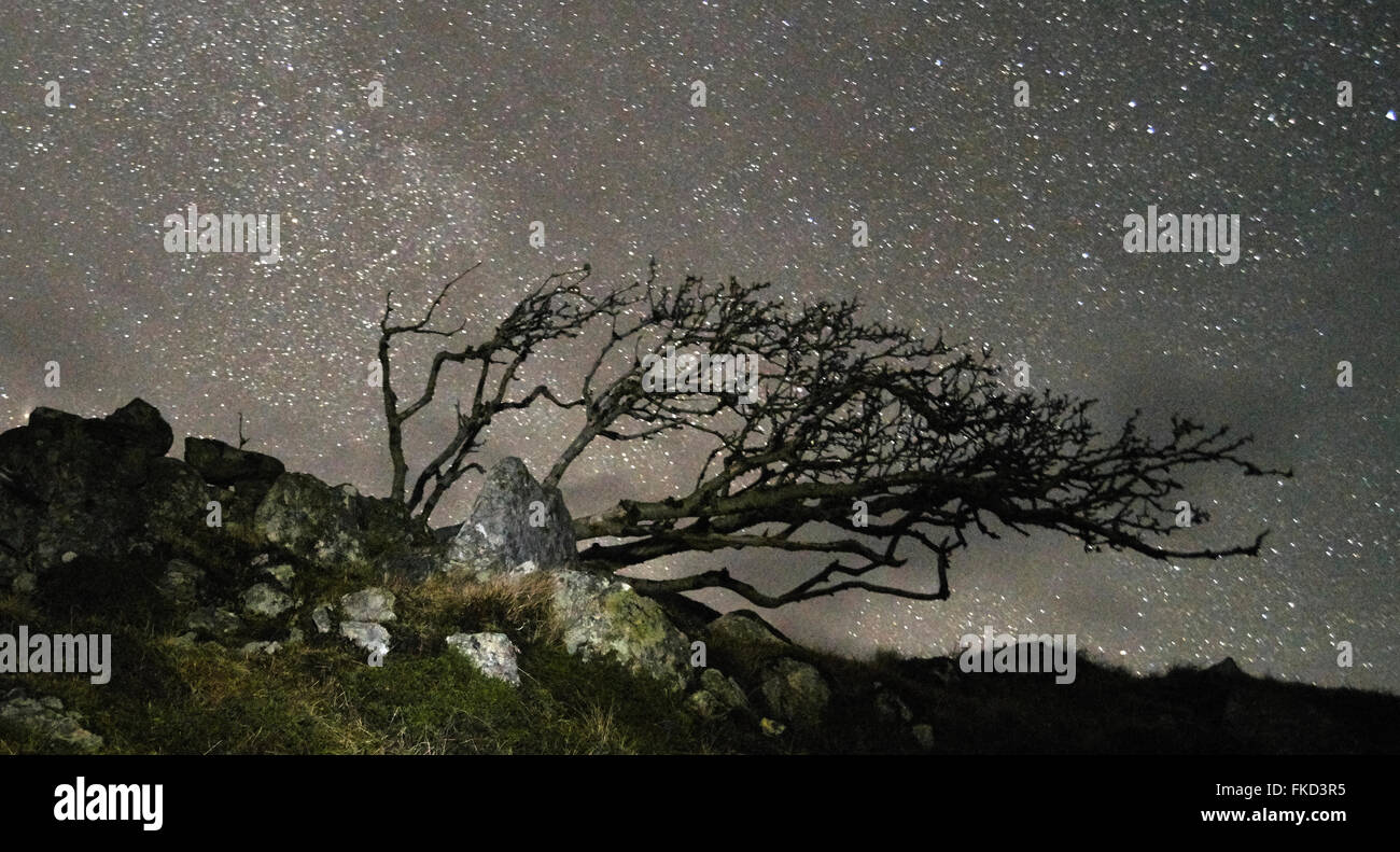 Wind-blown Rowan tree (Sorbus aucuparia) against a very starry sky. Isle of Lewis. Scotland Stock Photo