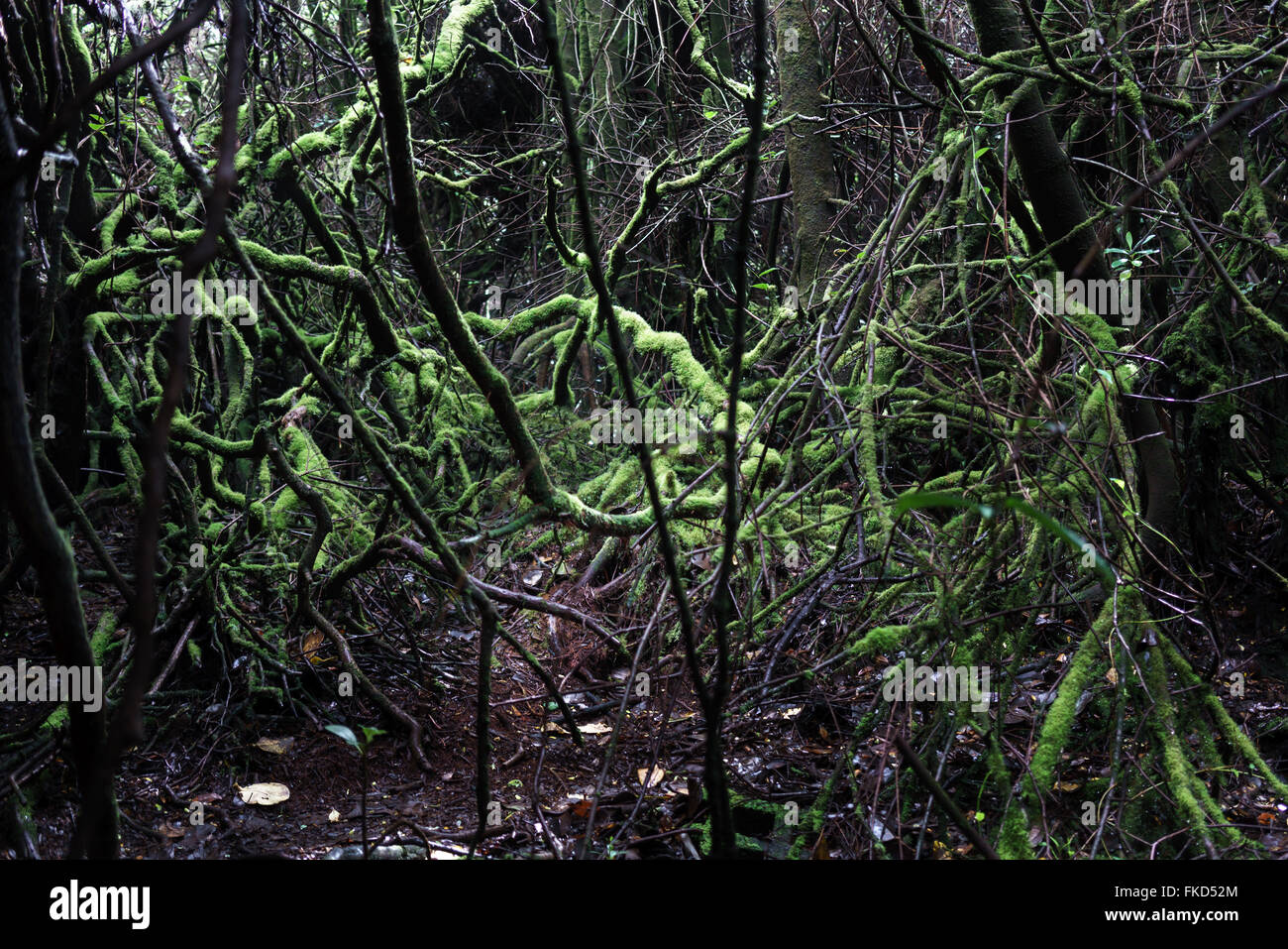 Moss covered tree branches in dense forest, Costa Rica Stock Photo