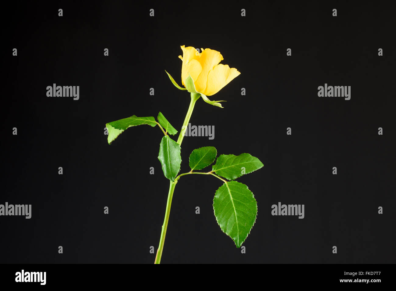 Single yellow rose against a black background Stock Photo