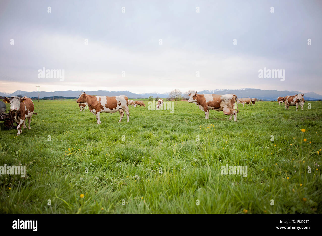 Bavarian cows on a meadow Stock Photo