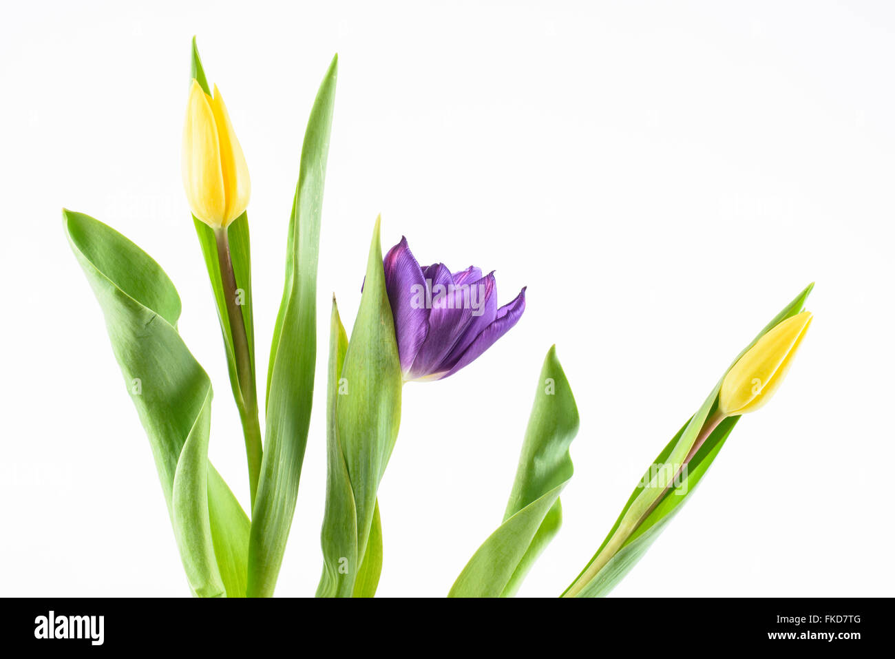 Mauve purple yellow flowers hi-res stock photography and images - Alamy