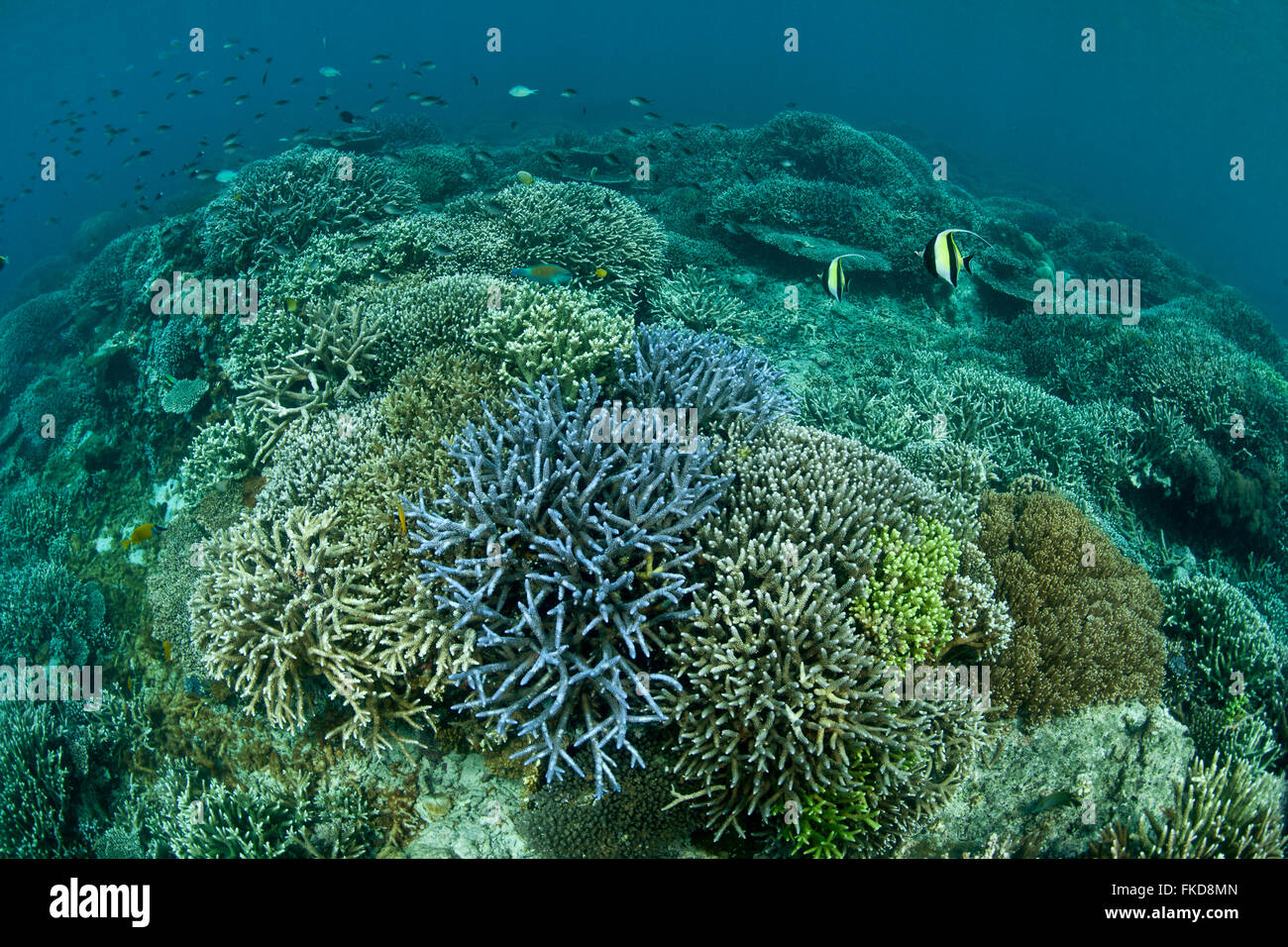 Tropical coral reefs in the Coral Triangle Stock Photo - Alamy