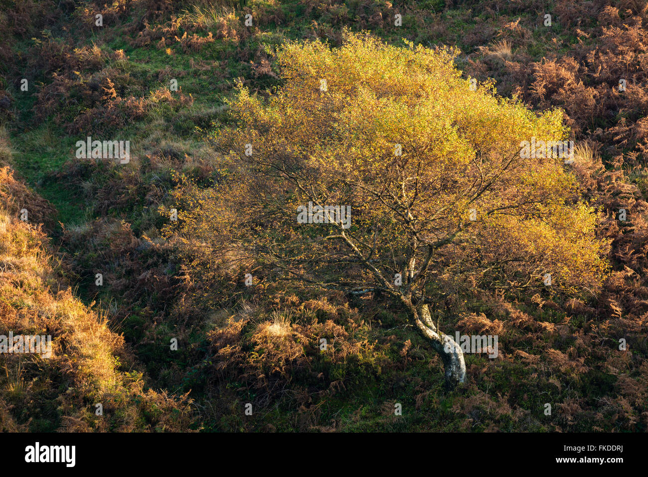 autumn colours nr Stoke Pero, Exmoor National Park, Somerset, England, UK Stock Photo