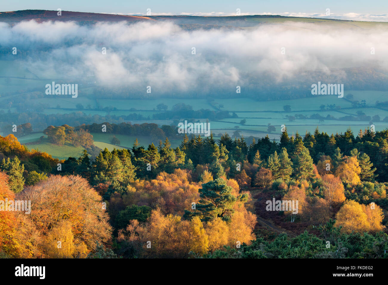 autumn colours nr Webber's Post, with mist hanging over the Holnicote Estate, Exmoor National Park, Somerset, England, UK Stock Photo