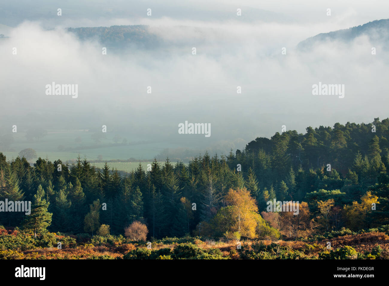 autumn colours nr Webber's Post, with mist hanging over the Holnicote Estate, Exmoor National Park, Somerset, England, UK Stock Photo