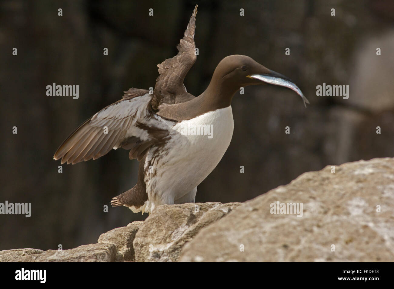 Guillemot landing with caught fish on the Farne Islands, Northumberland Stock Photo