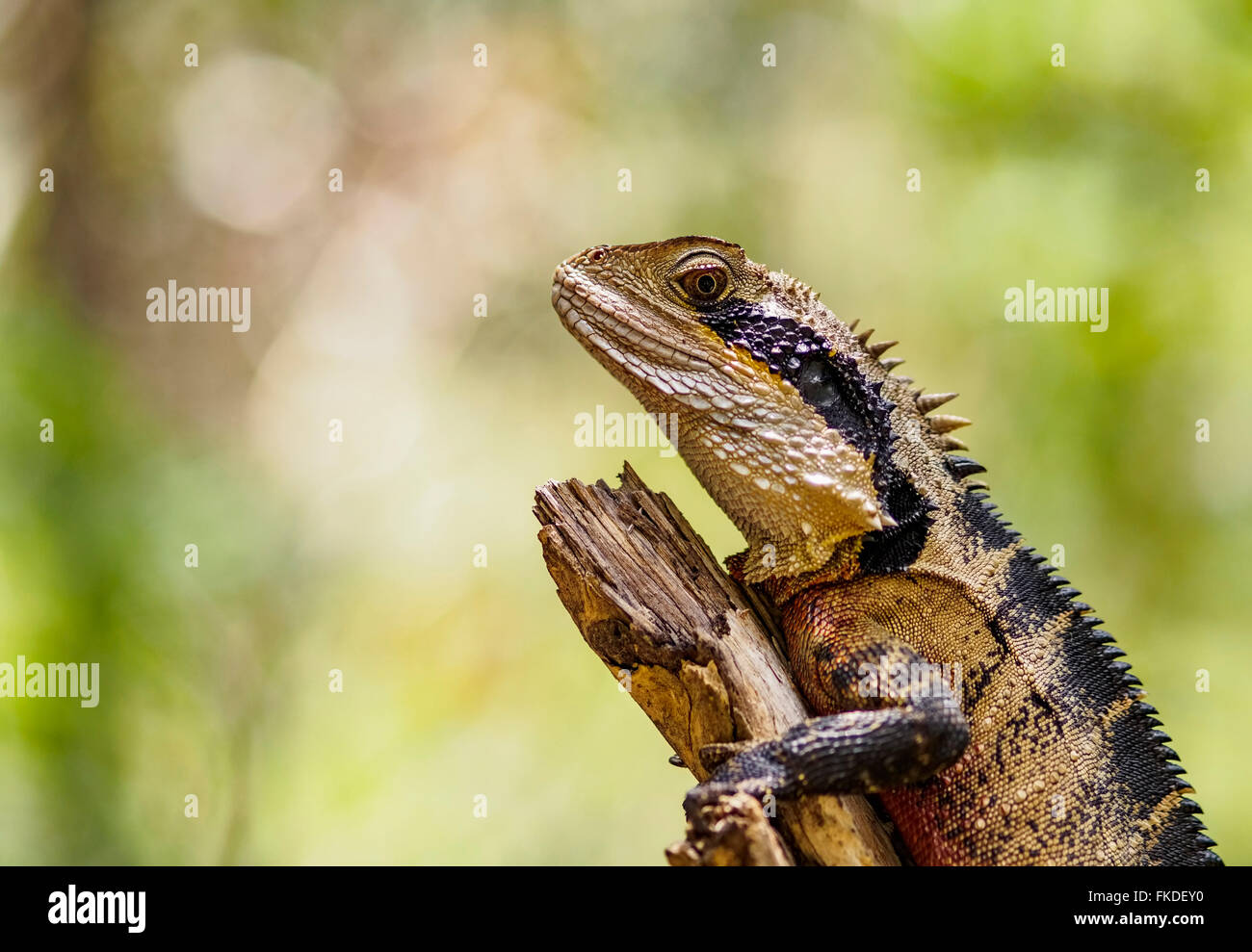 Water dragon (Intellagama lesueurii) perching on branch Stock Photo
