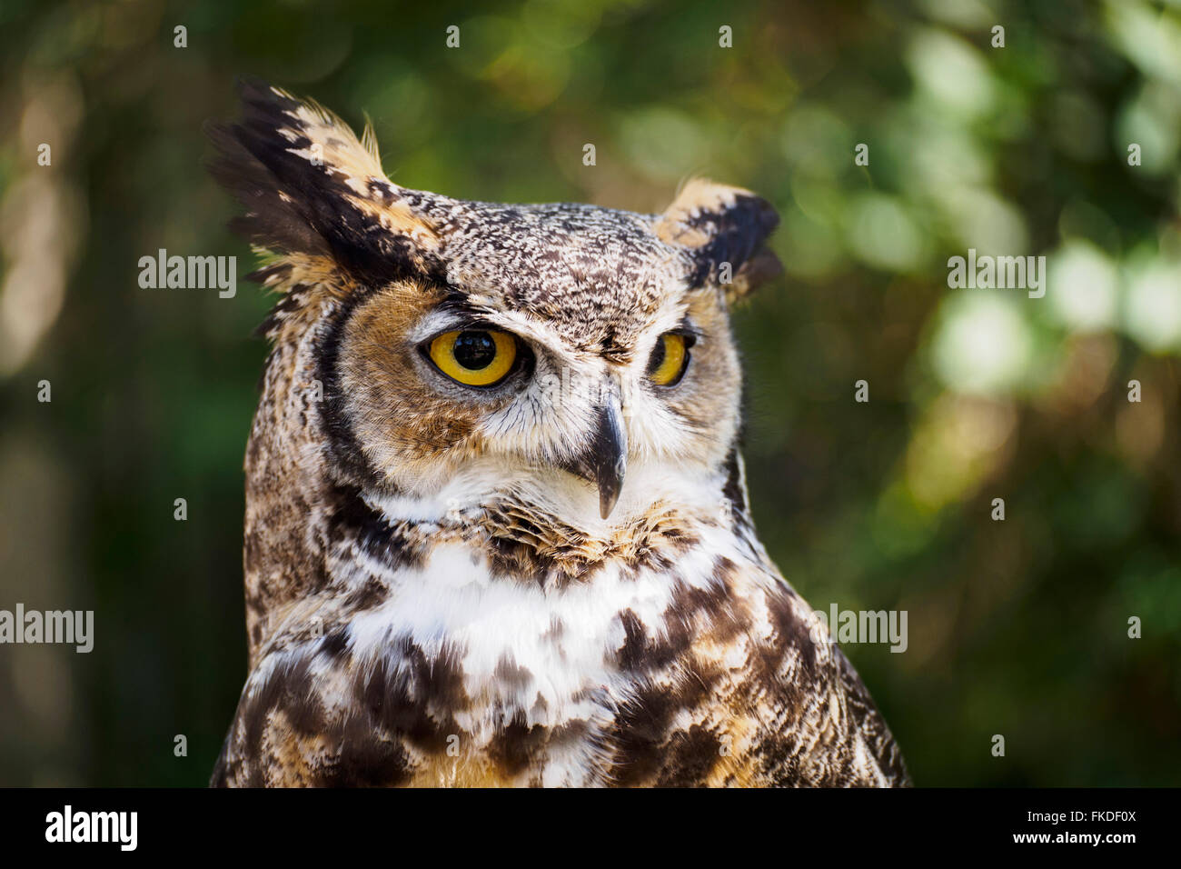 Portrait of Great horned owl (Bubo virginianus) Stock Photo