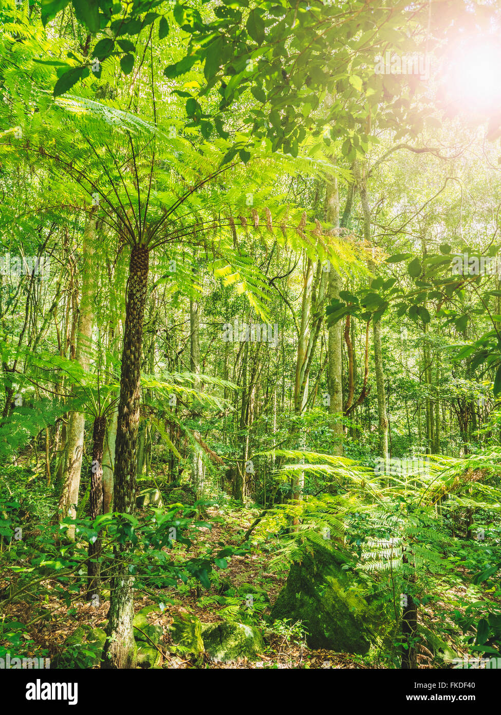 Plants in rainforest Stock Photo Alamy