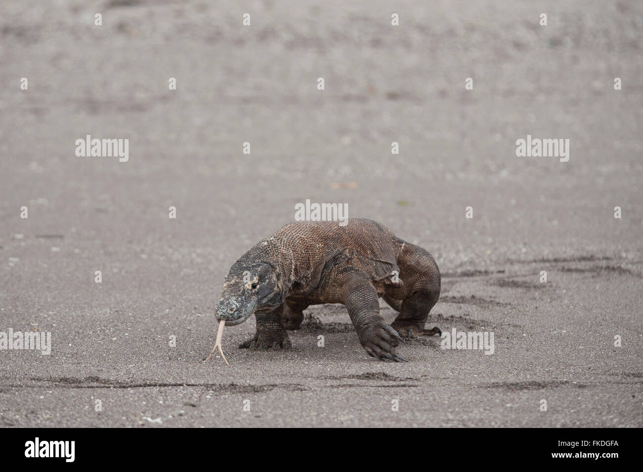 The Komodo dragon (Varanus komodoensis) is a large species of lizard found in the Indonesian islands of Komodo. It is the larges Stock Photo