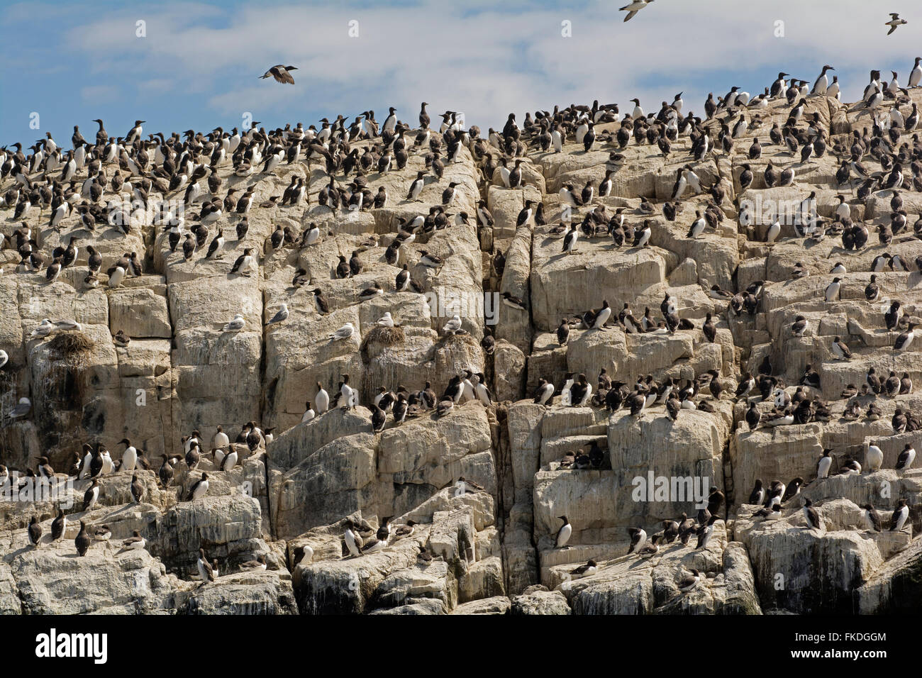 Guillemots nesting on cliff face on the Farne Island, Northumberland Stock Photo