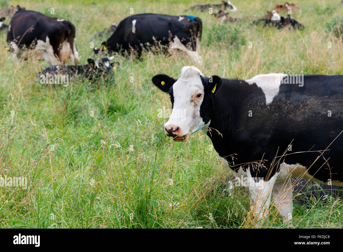 Talaje Cows grazing in the fields around Lake LLanquihue, X Region, Chile ...