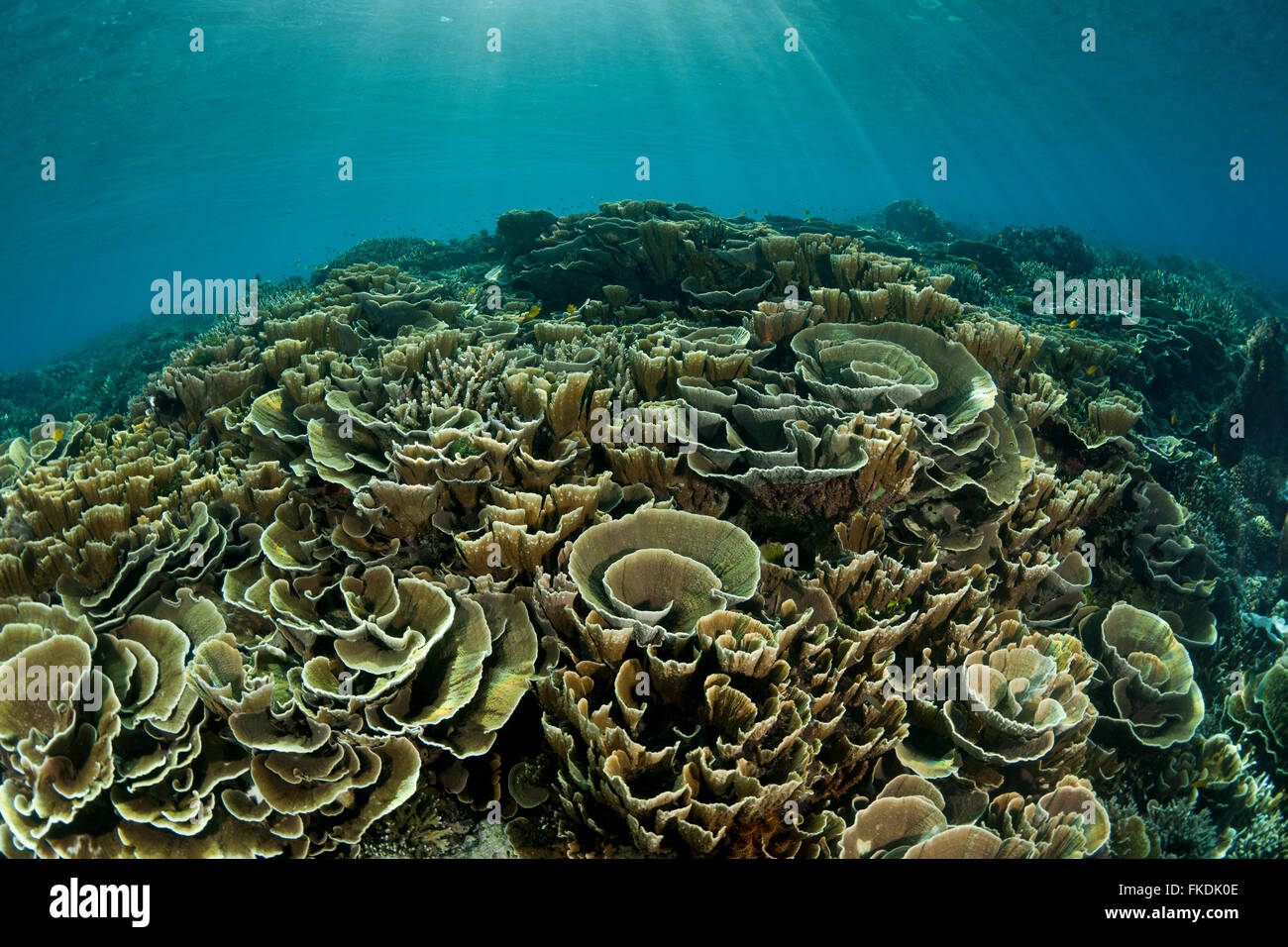 A reef full of cabbage corals Stock Photo Alamy