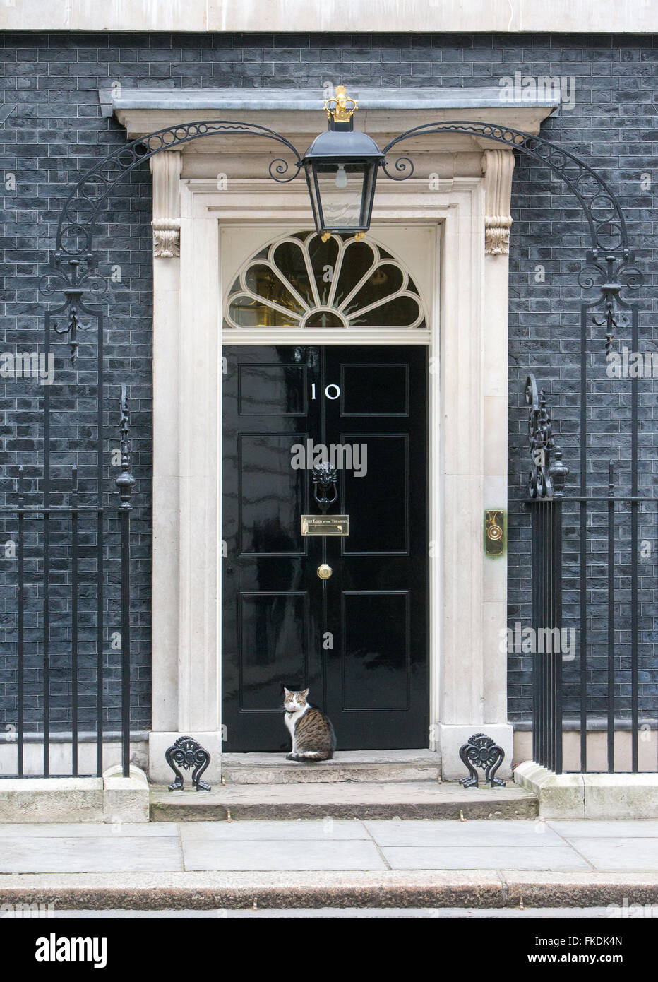 Larry the Downing street cat,Chief Mouser to the Cabinet Office. Larry is a brown and white tabby,at the door of Number 10 Stock Photo