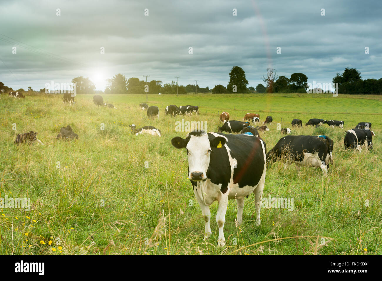 Cows grazing in the fields around Lake LLanquihue, X Region, Chile Stock Photo