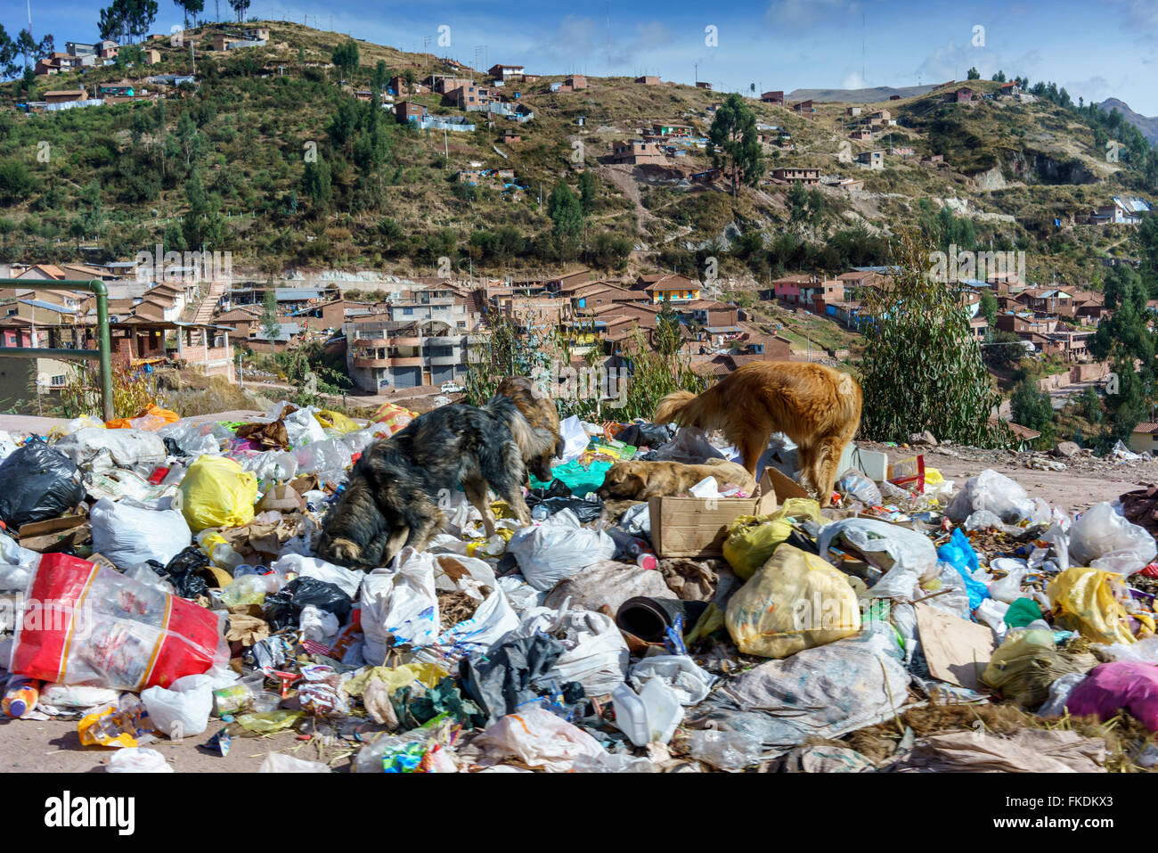 Two dogs searching food in garbage with hill in background, Cusco, Peru Stock Photo