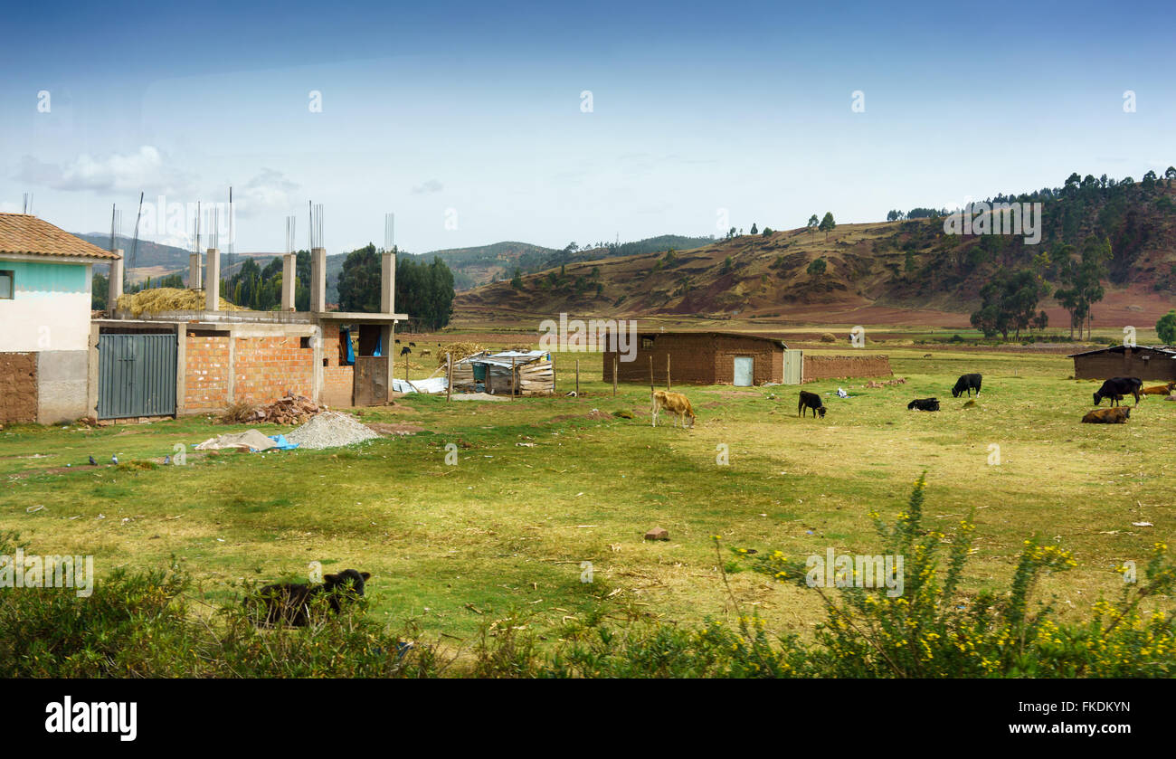 House under construction and cows grazing in field with mountain in
