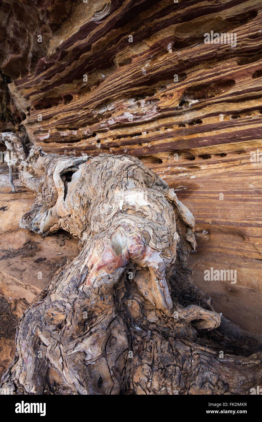 a log and layers of rock in the Murchison River gorge at Ross Graham, Kalbarri National Park, Western Australia Stock Photo