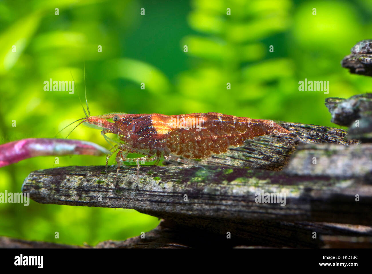 Red Cherry Shrimp - Freshwater Stock Photo