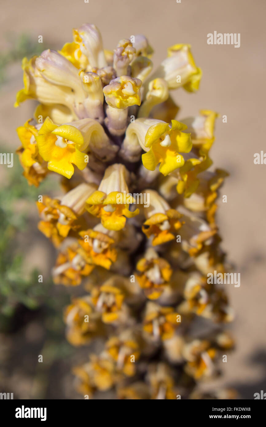 Parasitic Cistanche tubulosa or desert Hyacinth Stock Photo