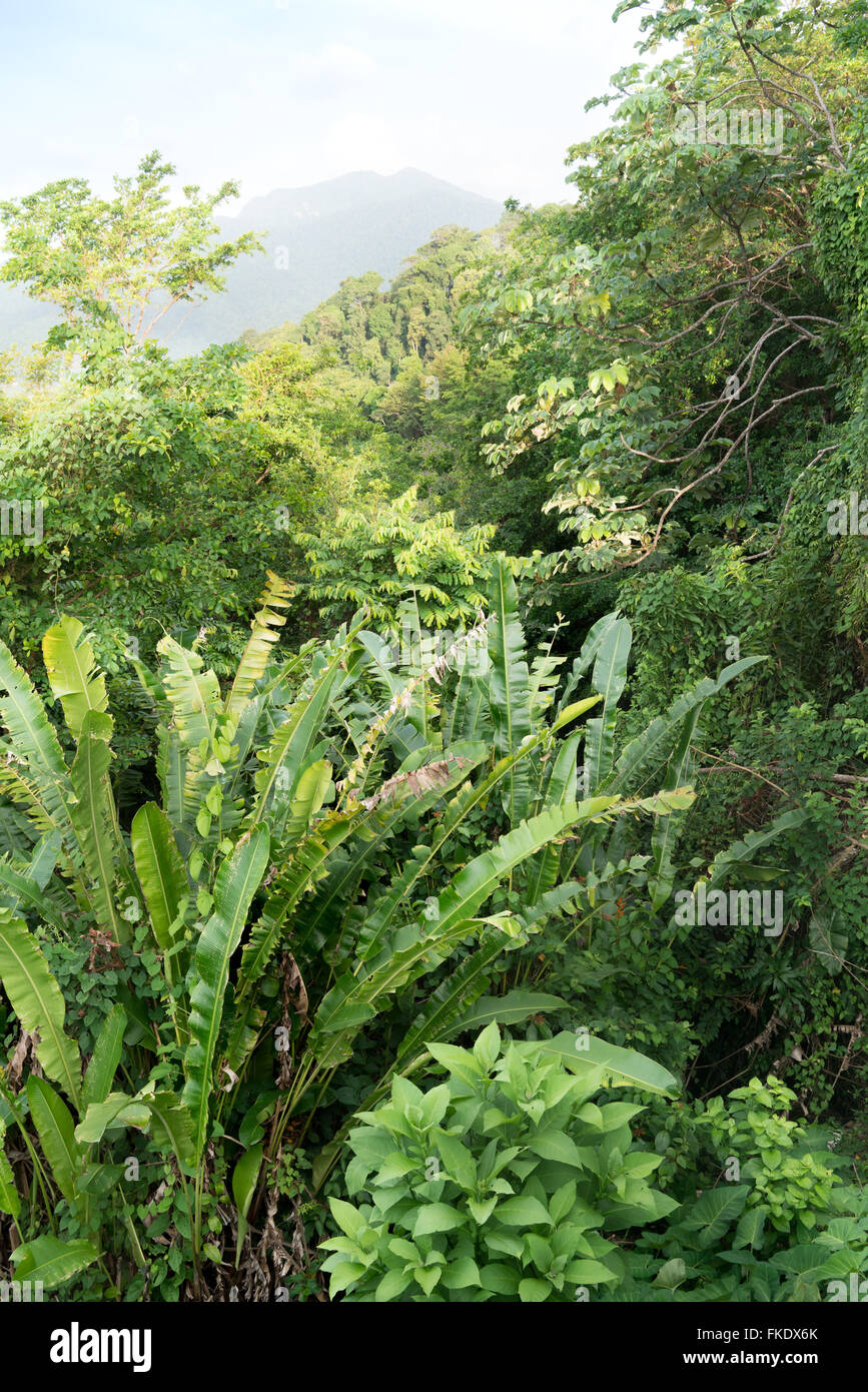 Trees in forest with mountain in background, Trinidad, Trinidad And Tobago Stock Photo