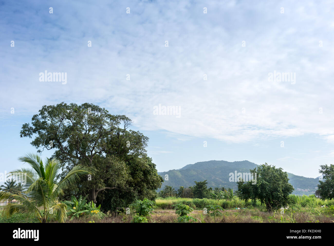 Trees in the field with mountain in background, Trinidad, Trinidad And Tobago Stock Photo