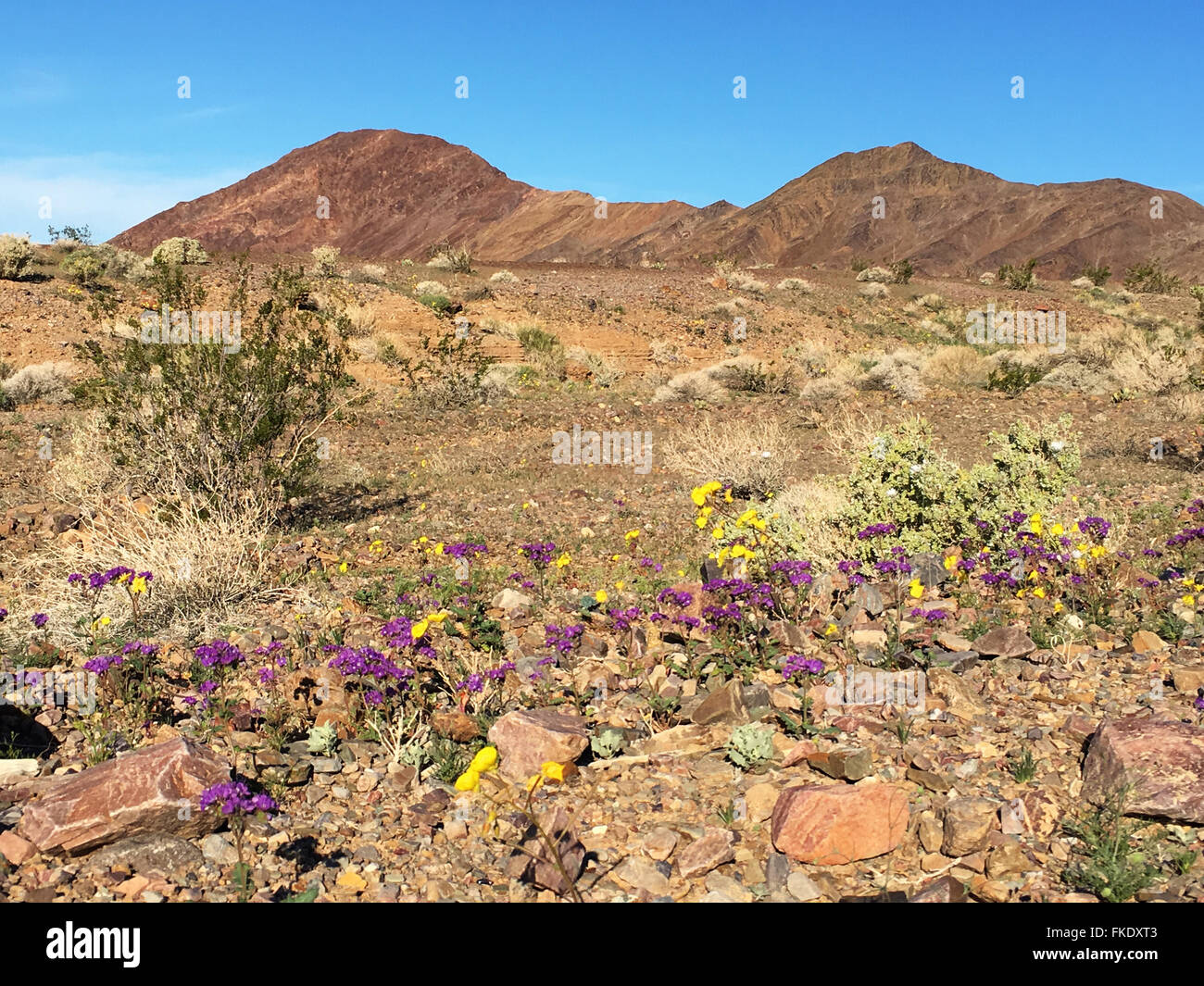March 4, 2016 Purple and yellow wildflowers growing in Death Valley after El Nino rains is being called a 'Super Bloom'. Stock Photo